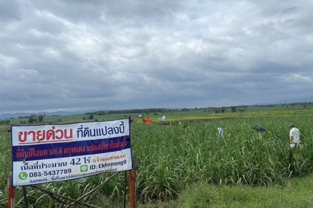 ด่วน ขายที่ดินแม่สอด-ห้วยกระโหลก จำนวน 42 ไร่ (ที่ดินมีโฉนด นส. 4 ครุฑแดงแปลงเดียวในย่านนี้)